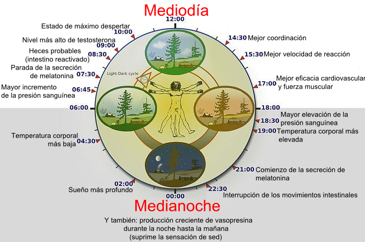 Ciclo circadiano iluminacion